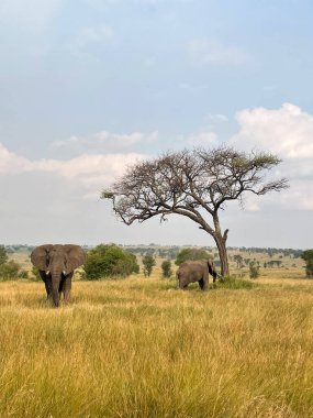Altın saat boyunca arka planda tek başına duran iki fil..