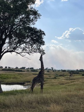 Afrika savanasındaki bir su birikintisinin yakınındaki ağaçtan beslenen bir zürafa..