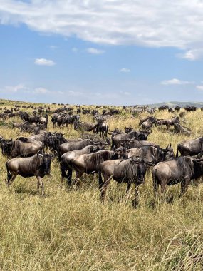 Büyük göç sırasında Serengeti 'de büyük bir antilop sürüsü..