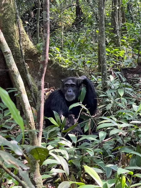 Uganda, Kibale Ulusal Parkı 'ndaki bir ağaçta otururken bir şempanze kafasını kaşıyor..