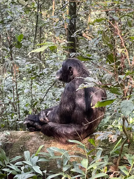 Uganda 'daki Kibale Ulusal Parkı' nda yeşil yapraklarla çevrili bir ağaç gövdesinde bir şempanze oturuyor..