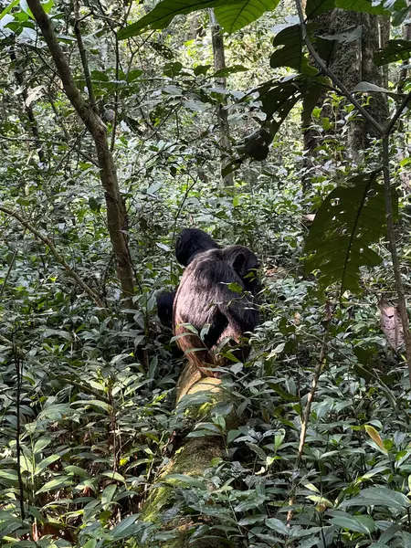 Uganda Kibale Ulusal Parkı 'ndaki bir ağacın dallarında iki şempanze yan yana oturur..