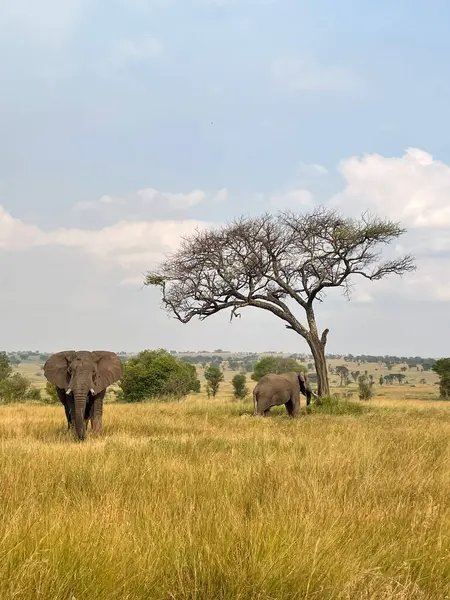 Altın saat boyunca arka planda tek başına duran iki fil..