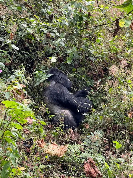 Genç bir goril, Uganda 'nın Bwindi Girilmez Ormanı' nda sık bitki örtüsünün arasına gizlenmiş..