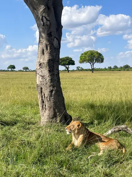 Tek bir dişi aslan Kenya 'daki Masai Mara Ulusal Rezervi' ndeki bir ağacın yanındaki uzun otların arasında dinleniyor..