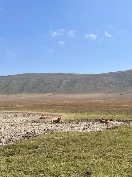 Üç dişi aslan gün boyunca Ngorongoro 'da çimlerin üzerinde uzanmış doğal ışık altında..