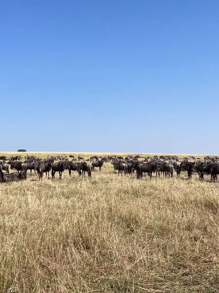 Antiloplar geleneksel büyük göç sırasında Serengeti düzlüklerinde toplandılar..