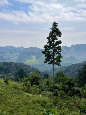 Uganda 'nın Bwindi dağlarında uzun bir çam ağacı olan yoğun yeşil orman..