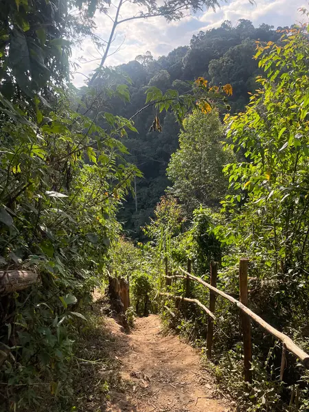 Uganda 'nın gür Bwindi dağları ormanlarında dar çakıl yürüme yolları.