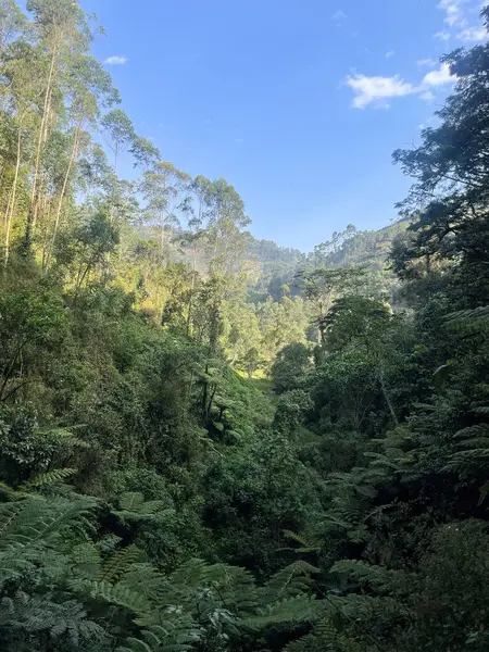 Uganda 'daki Bwindi dağlarının yamaçlarını kaplayan yemyeşil orman..
