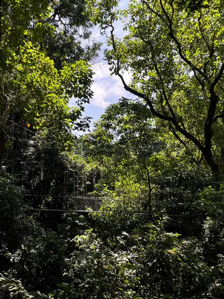 Tanzanya, Manyara Gölü 'nde askıya alınmış tepe örtüsü, orman tepe örtüsü üzerinde manzaralar sunuyor..