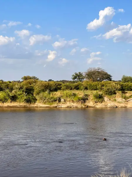 Bir grup su aygırı, altın saat boyunca Tanzanya 'daki Serengeti Ulusal Parkı' nda bir nehirde dinleniyor..