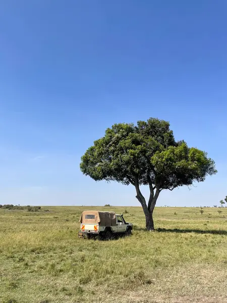 Kenya, Masai Mara 'da oyun sürüşü sırasında Safari cipi yalnız bir ağacın yanına park edilmiş..