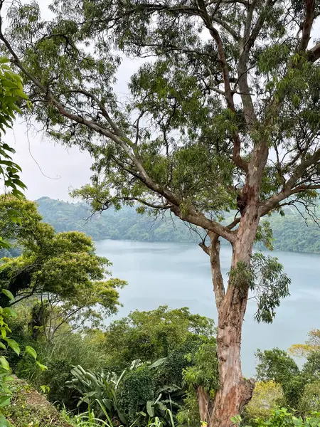 Uganda 'nın Kibaale bölgesindeki göl güneşli gökyüzünün altındaki ağaçlarla çevrilidir..