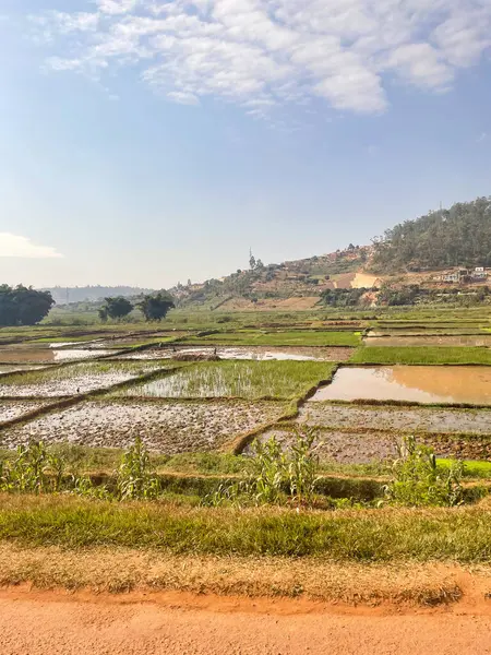 Kırsal Ruanda 'da yol kenarındaki tarlalar ve tarlalar.