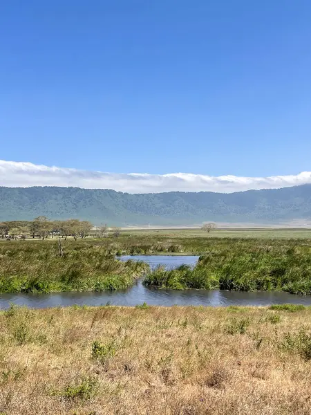 Tanzanya 'daki Ngorongoro Krateri' nde yemyeşil yapraklarla çevrili bir nehir. Kraterin kenarını bulutlar kaplıyor..