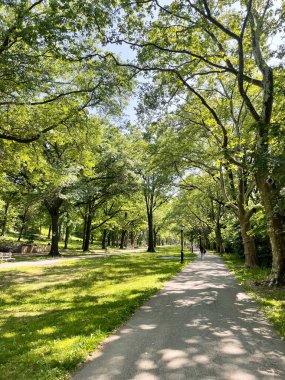 New York parkında yeşil ağaçlarla kaplı bir patika. Aylaklar ve motorcular için güneş ışığı ve gölgesi var..