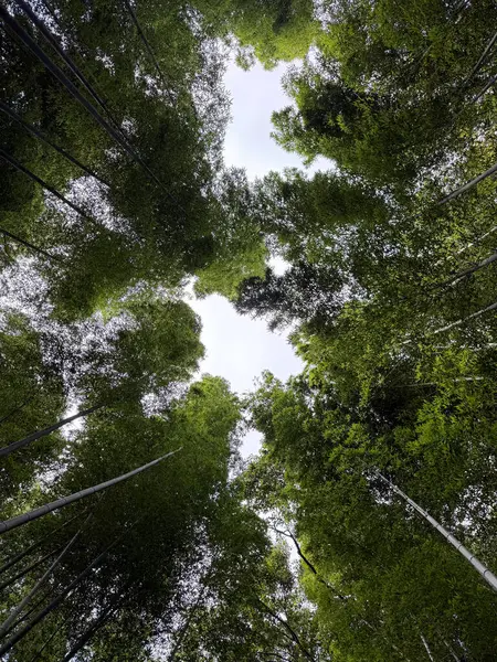 Japonya 'nın Arashiyama bambu koruluğundaki yüksek bambu ağaçlarının altından manzara.