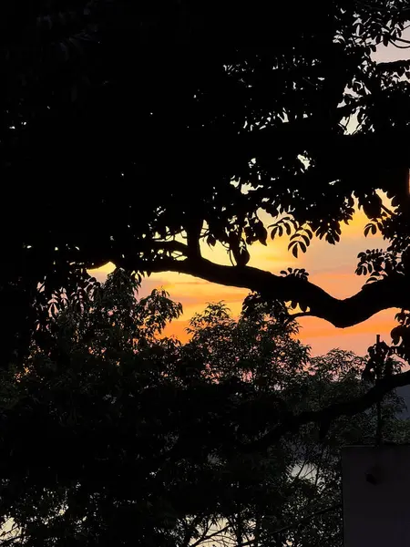 Meksika 'da bir ağacın gölgesinde altın gün batımı görünüyor..