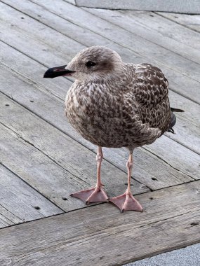 Close-up of a brown seagull standing on wooden planks of a marina dock in Oslo.
