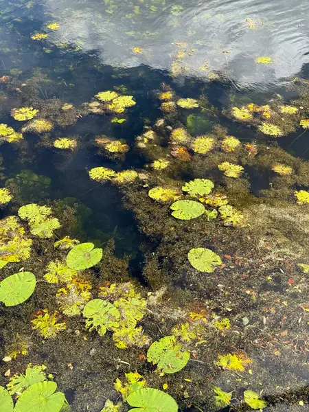Close-up of lily pads floating on a dark reflective lake surface in Copenhagen, Denmark.