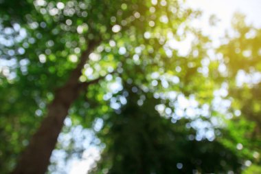 Yeşil bokeh arka plan ve doku tasarımı için güneş ışığı ve blackground kullanmak için.