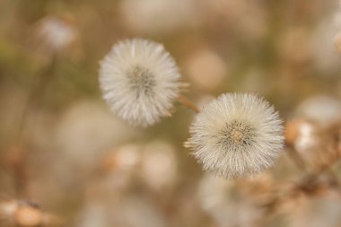 Meadow.shallow odak karahindiba kabartmak kadar kapatın