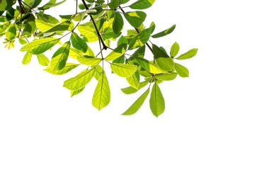 Yeşil izole üzerinde beyaz arka plan ile güneş bırakır. Kopya alanı tasarımı için