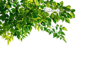 Yeşil Beyaz arka plan üzerinde izole kare bırakır. Kopya alanı tasarımı için