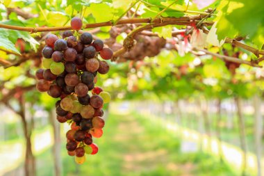 Taze üzüm bahçesinde bulunan kopya alanı