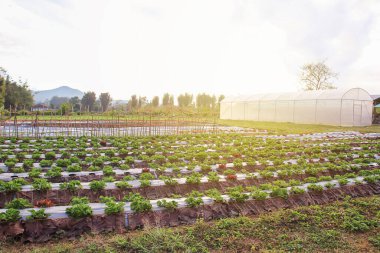 Organik bahçe: güzel çilek Bahçesi ve çilek, yeşil yaprak kokusu kir yere.
