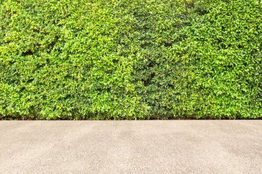 Dekoratif Bahçe çimento zemin, doğal duvar arka plan veya tasarım veya mimar, ev parçası veya dekorasyon veya tasarım veya mimar için çit. Yeşil duvar doku sonbahar arka planda kalıyor.