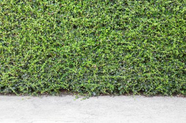 Dekoratif Bahçe çimento zemin, doğal duvar arka plan veya tasarım veya mimar, ev parçası veya dekorasyon veya tasarım veya mimar için çit. Yeşil duvar doku sonbahar arka planda kalıyor.