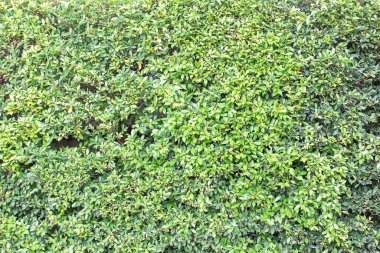 Sonbahar, doğal duvar arka plan veya tasarım veya mimar, ev parçası veya dekorasyon veya tasarım veya mimar için çit duvar doku yeşil yaprakları