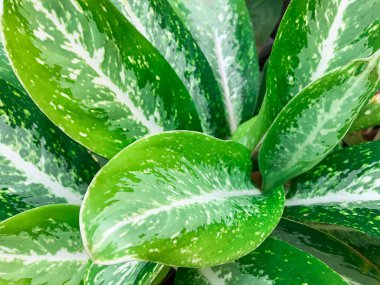 Yeşil çiçek yaprak arka plan. Üstten Görünüm yeşil yaprak arka plan.