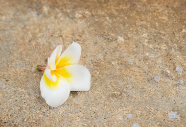 Yerde taze Plumeria Çiçek kapatın
