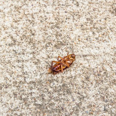 Hamam böceği ölü bir çimento katta kapatın