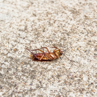 Hamam böceği ölü bir çimento katta kapatın