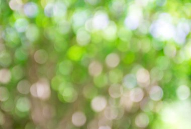 Yeşil ağaç arkaplanının soyut Bokeh 'inin bulanık resmi.