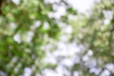 Yeşil ağaç arkaplanının soyut Bokeh 'inin bulanık resmi.