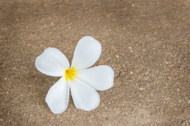Taze tropikal Plumeria çiçek üzerinde floo kapatın