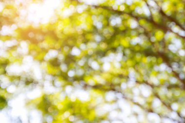 Açık havada doğal güneş ışığı ile yeşil ve sarı tonları bokeh. yeşil bokeh arka plan