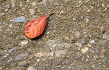 Bir çimento zemin zemin üzerine yalancı sonbahar yaprakları.