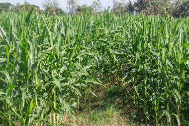 Mısır mavi gökyüzü arka plan alanını