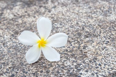 Yerde taze tropikal Plumeria çiçek kadar kapatın