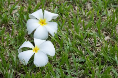 Frangipani çiçeğinin çimenlerin üzerinde kapat