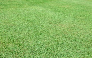Taze yeşil çim arka plan ve doku doğa açık