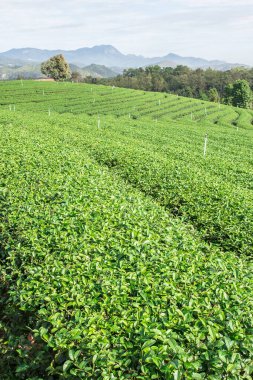 Çay plantasyon dağda, Chiang Rai Tayland at