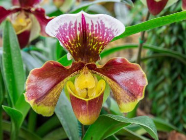 Paphiopedilum orkide Tayland Doi Tung Chiang Rai güzel çiçekler
