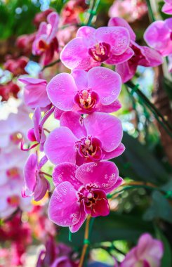 güzel pembe Orkide Bahçe kapatın